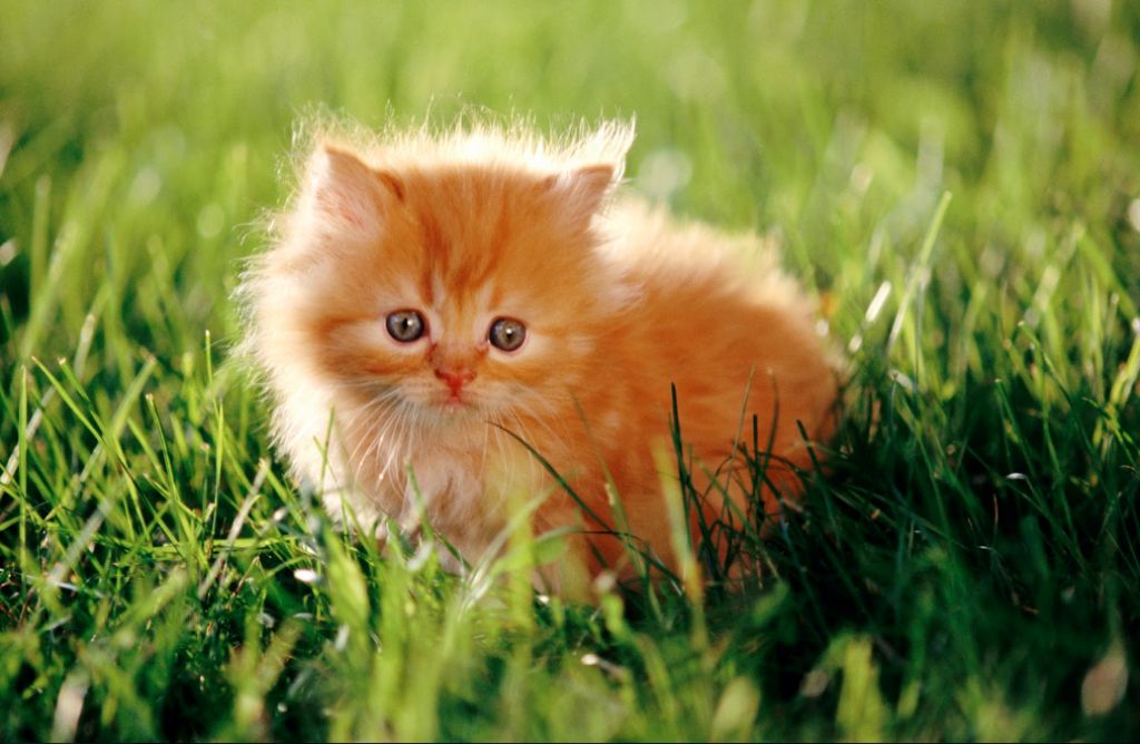 foto anak kucing imut dan lucu abis - Kucing Forever