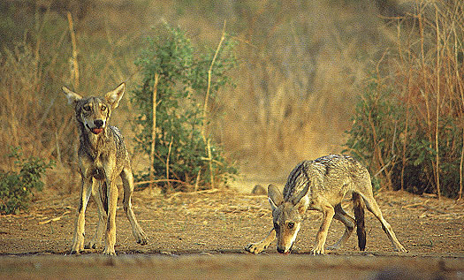 Arabian Wolf | The Life of Animals