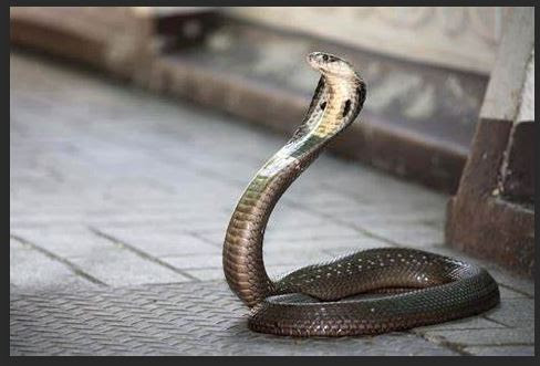 Wajib Tau Cara Mengusir Ular Dan Mencegahnya Datang Kembali Ayubay Com