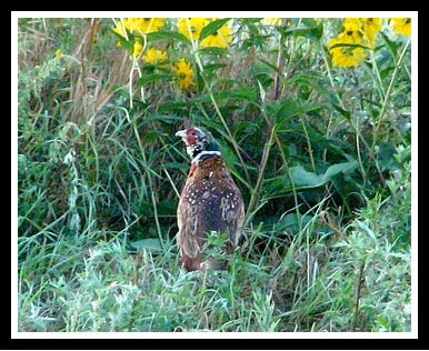 Faisán (Phasianus colchicus)