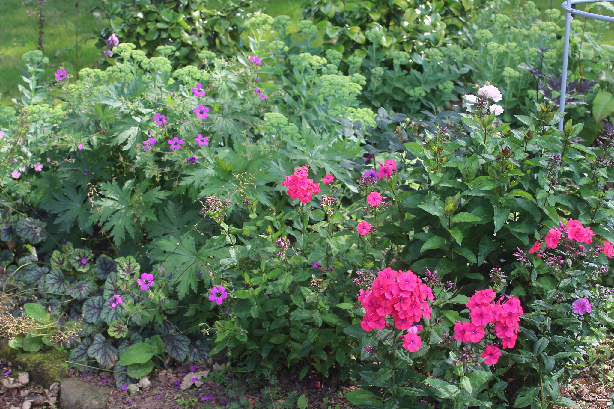 PLANTS TO MIX WITH ROSES