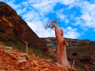 Σοκότρα: Ένα αλλόκοσμο νησί βαμμένο με το αίμα του δράκου. Με φωτογραφίες από την απαγορευμένη ταινία "UNKNOWN LAND" (ΑΓΝΩΣΤΗ ΓΗ)  