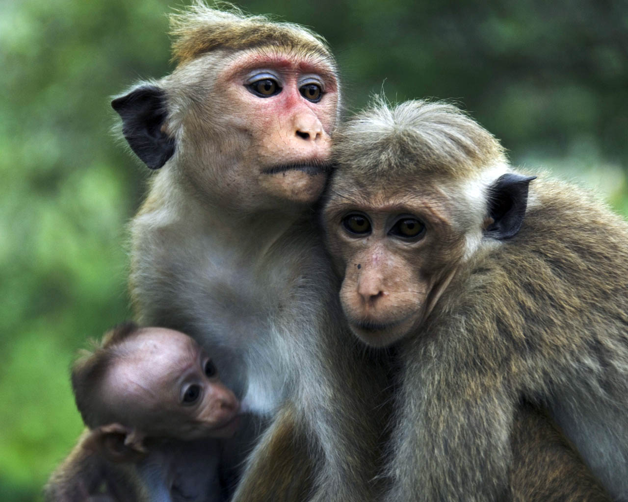 Funny Pictures Gallery: Monkey, monkeys, crazy monkey , monkey picture