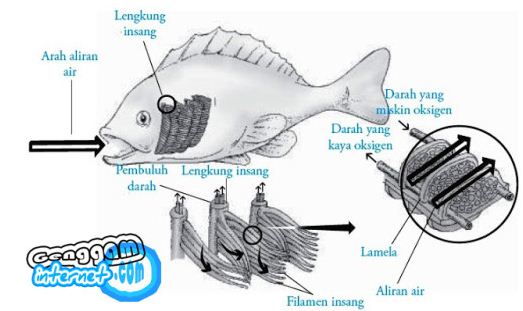 Sains Sistem Pernapasan Pada Hewan