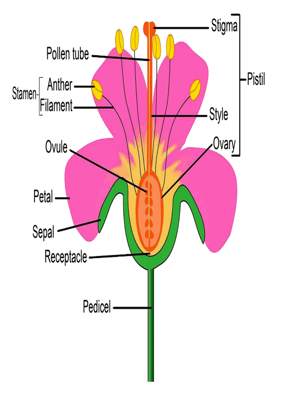 Partes de la flor en ingles para imprimir-Colorear dibujos,letras,  Actividades infantiles