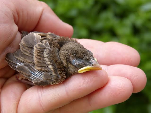 Cara Meloloh Anakan Burung Gereja Agar Cepat Tumbuh Besar