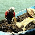 Πρέβεζα:Απαγόρευση αλιείας και διακίνησης μυδιών από το Μάζωμα 