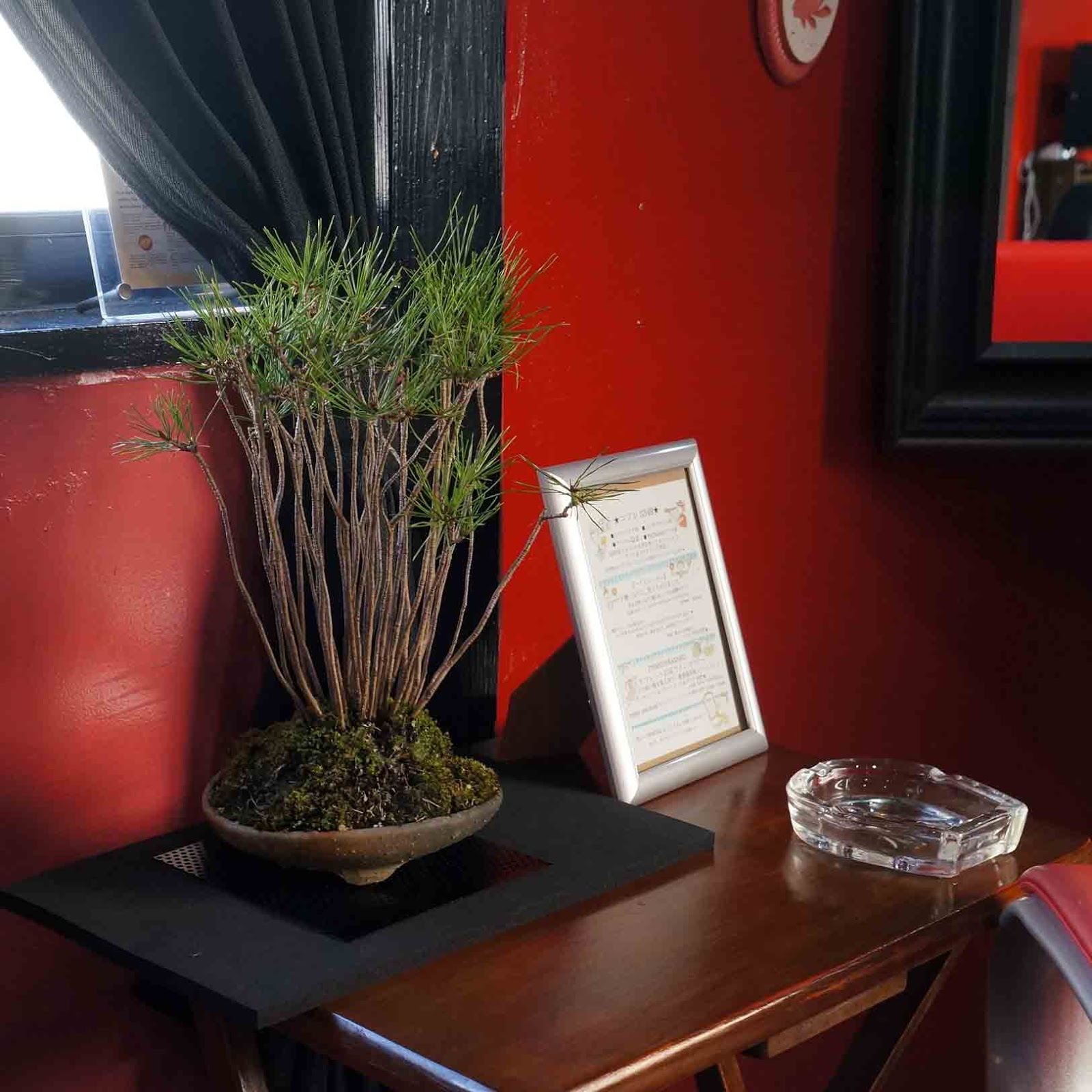 10+ Bonsai Pot Ideas, Terkini!