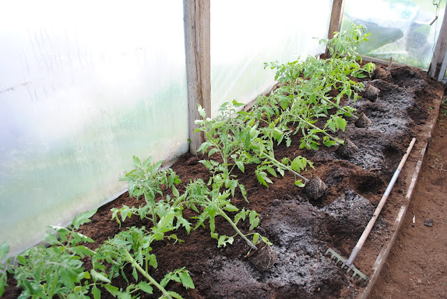Tomatite istutamine kasvuhoonesse