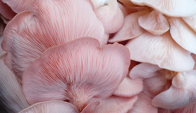 Buy Oyster Mushroom Online
