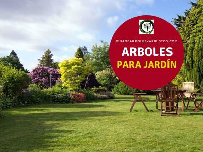67 Arboles y Arbustos para Jardín