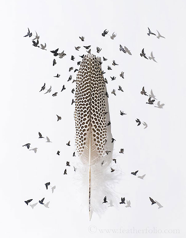 The Wallpaper Club: Feather Art