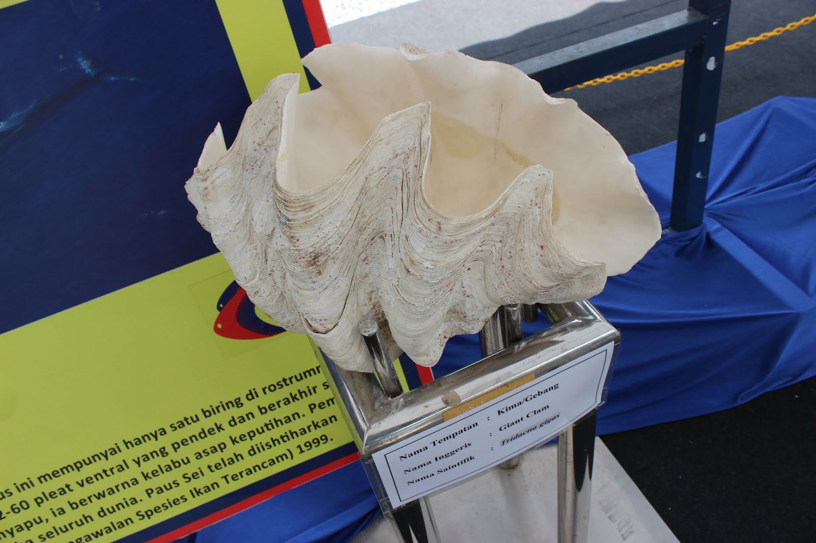 Atuk MAHA 2018 TULANG PAUS