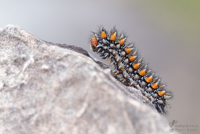 Melitaea didyma - Spotted Fritillary, Caterpillar