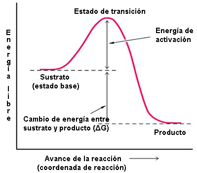 Energía libre y de activación Energía libre y de activación