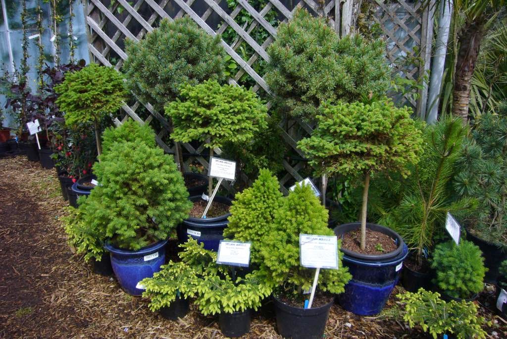 Popular Shrubs Uk