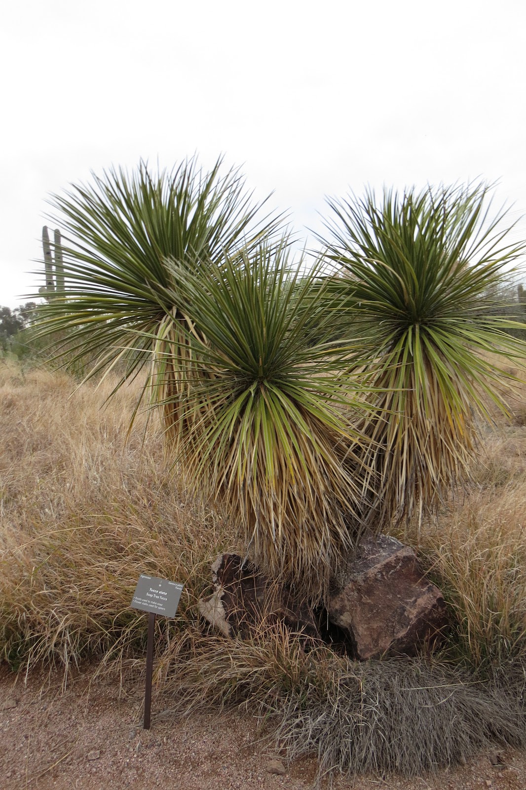 The Sonoran Four Agave, Yucca, Sotol, Beargrass