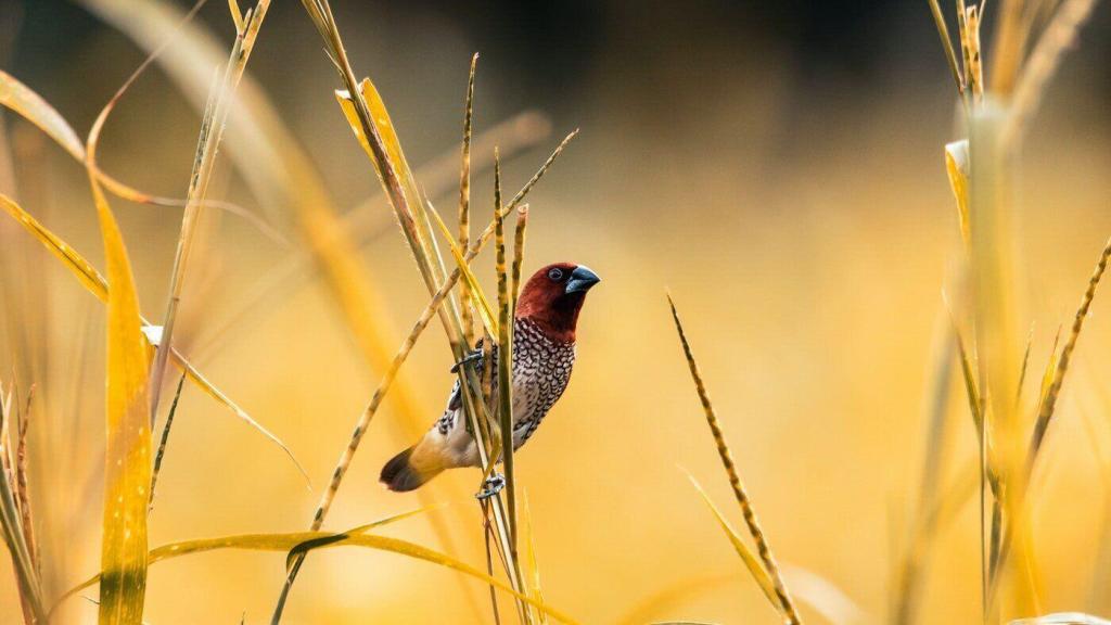 Birdwatching Tips For Fall