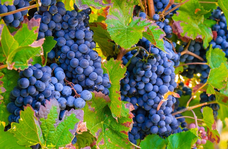 Growing Concord Grapes Health benefits of concord grapes