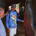 Pescador fisga peixe pirarucu de 110 quilos em Cardoso: 'Virou rotina'
