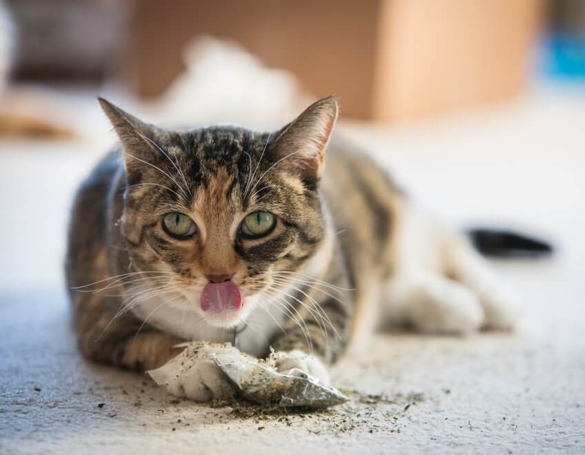 Mimpi Kucing Dimakan Anjing Ternyata mimpi kucing mempunyai tafsir