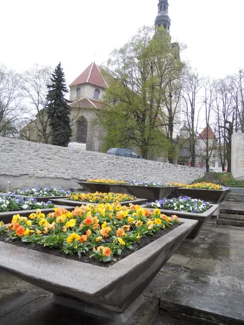 Flowers on a rainy day in Tallinn, Estonia