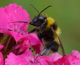 Hummel, bumblebee, hommel, grerëz, bumbar, humlebi, kimalainen Insekten, insekte, insektet, intsektuak, insekti, Насекоми, insekter, insects, Putukad, Hyönteiset, insectes, έντομα, serangga, feithidí, skordýr, insetti,