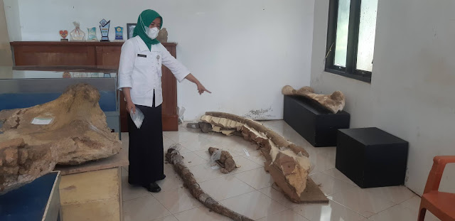 Temuan Fosil Dua Gading Gajah Museum Patiayam Kudus, Lilik: Kado Akhir dan Awal Tahun 1 20210218 103629