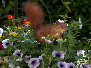 https://pixabay.com/en/animal-rodent-squirrel-2456564/