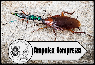 الدبور الزمردي يحوِّل ضحاياه إلى زومبي Ampulex Compressa