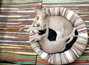 alt="dos gatos orientales relajados"