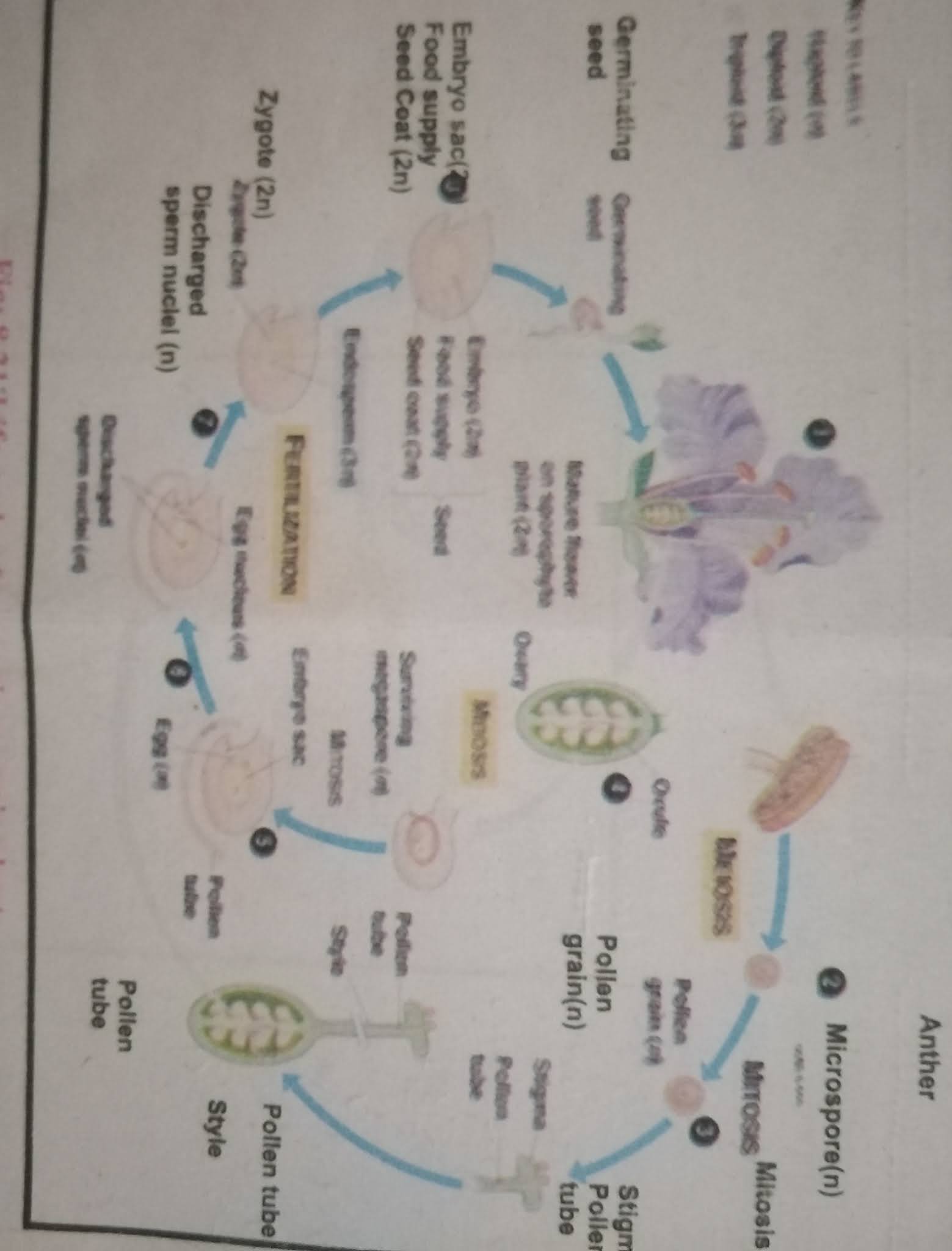 Life cycle of angiosperms .,life cycle demonstrates an adaptation of