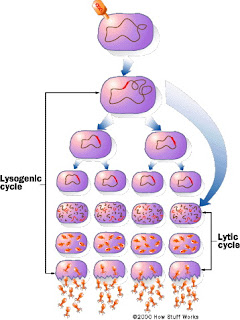 Siklus Lisogenik Virus