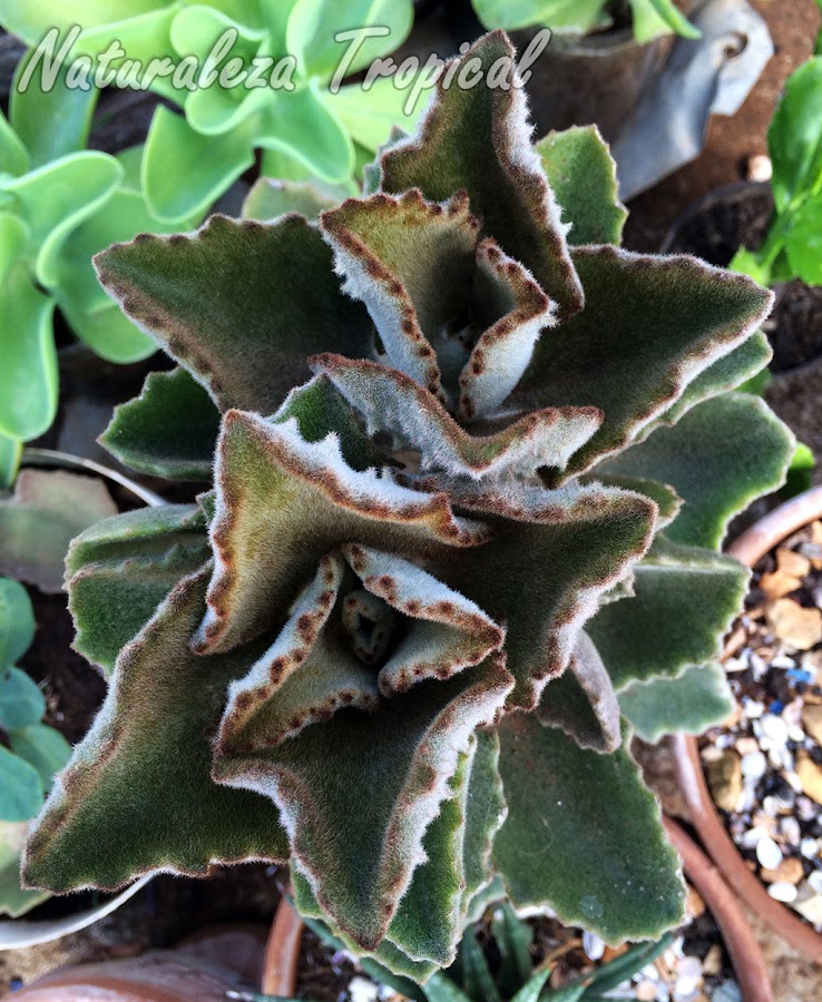 Vista de las hojas de la planta Colmillo o Estalactita, Kalanchoe beharensis ‘Fang’