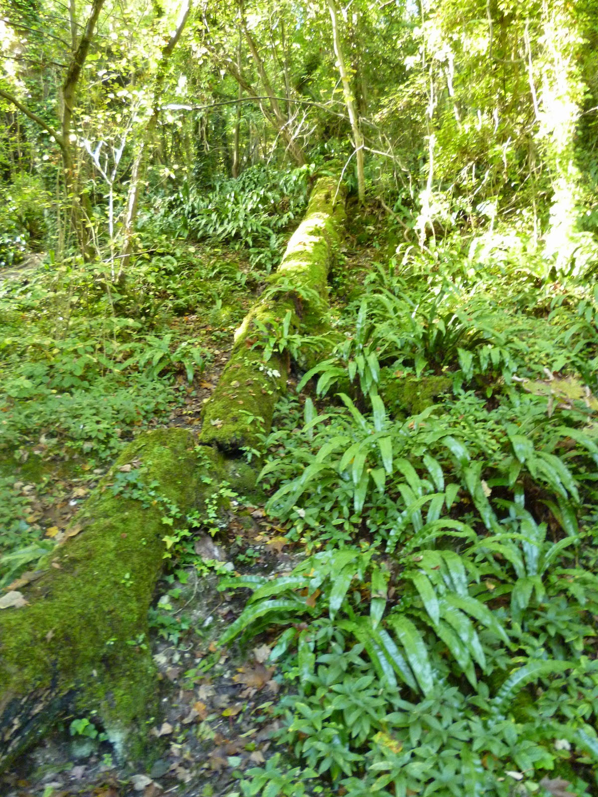 ferns moss and trees green