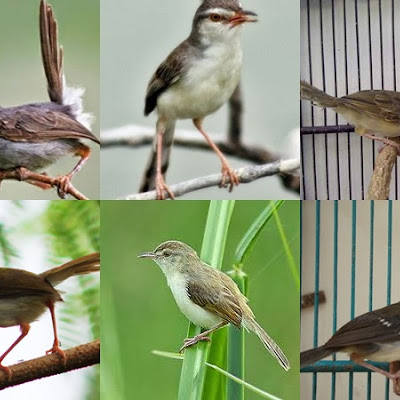 Jenis Burung Kolibri
