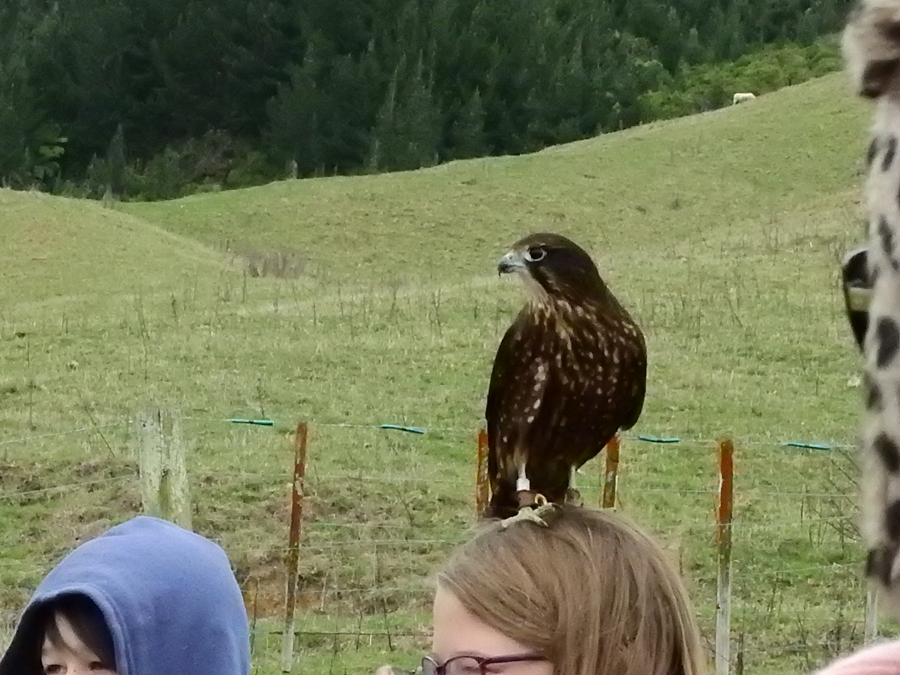 photographing New Zealand wingspan