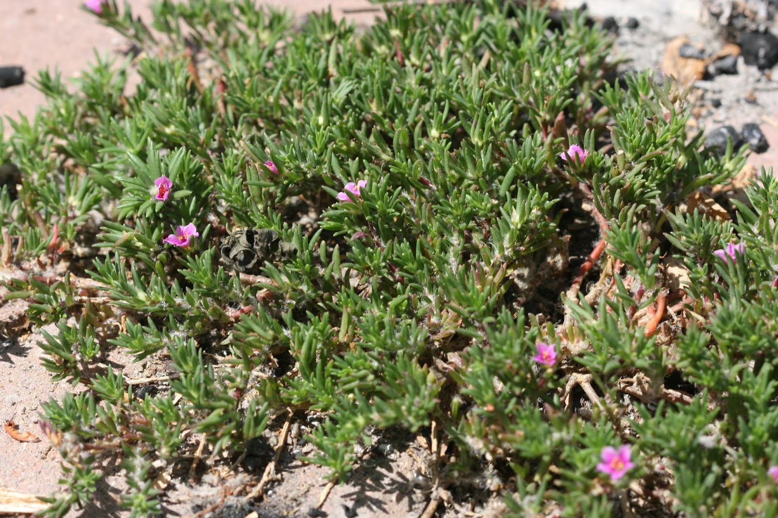 Native Florida Wildflowers Pink Purslane Portulaca pilosa