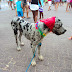 Cachorro fantasiado de pirata vira atração em Rio das Ostras