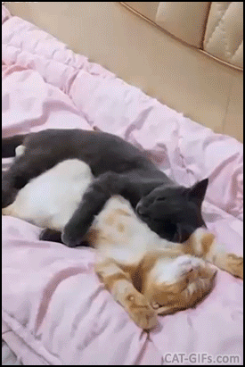 Amazing cat GIF • Nap time. Affectionate Cat hugging relaxed cat. "I love you, don't leave me honey" Amazing cat GIF • Nap time. Affectionate Cat hugging relaxed cat. "I love you, don't leave me honey"