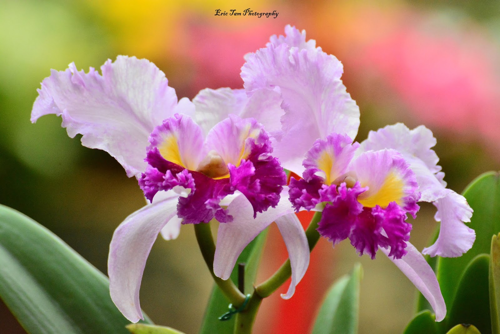 拍攝技巧速成班 影花技巧必學 淺景深下的迷人花朵世界