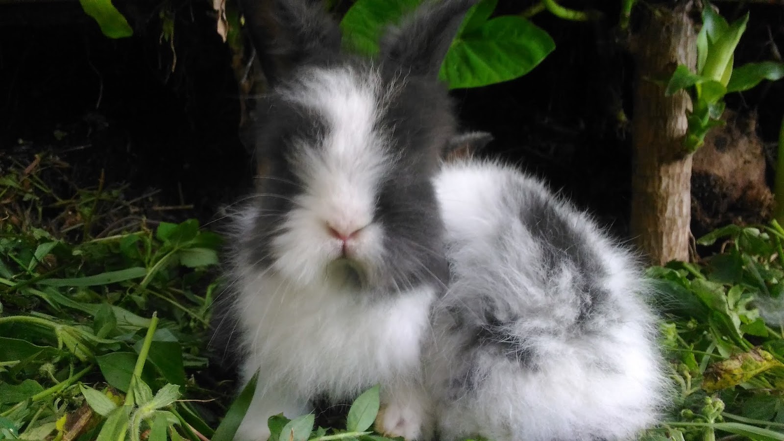 Jual Kelinci Hias Fuzzy Lop Umur 2 Bulan Aries Online Shop