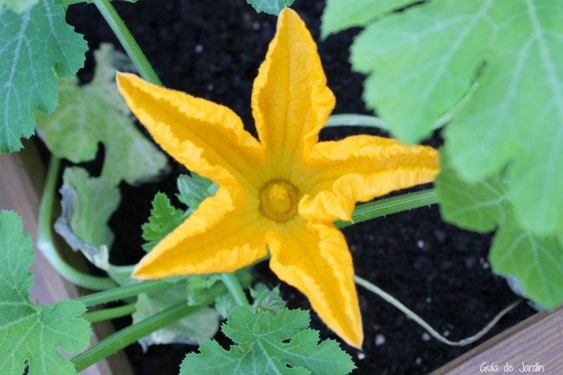 cómo diferenciar las flores masculinas y femeninas del calabacín - Guia