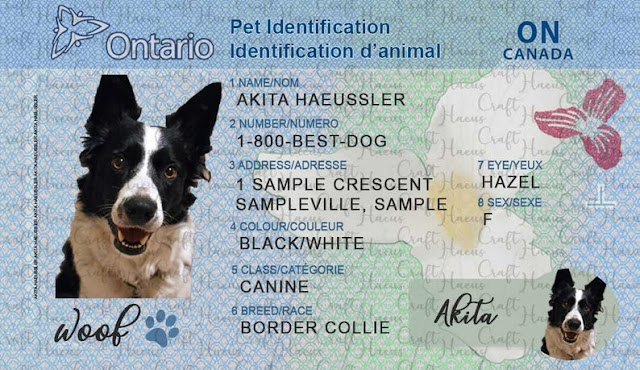 8 adorable dog identification tags for National Pet Preparedness Month 