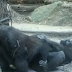 Gorilas trocam carícias em zoológico e vídeo viraliza; assista 
