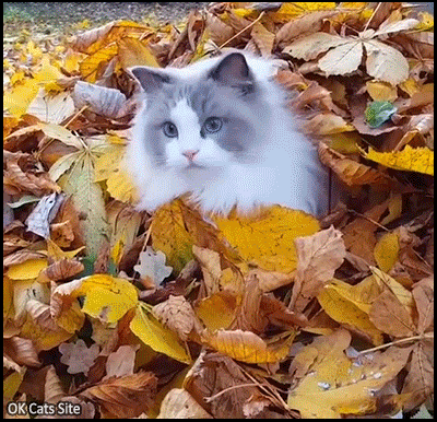 The best part of FALL. Gorgeous “Princess Aurora“ chillaxing in leaves •  Cat GIF Site