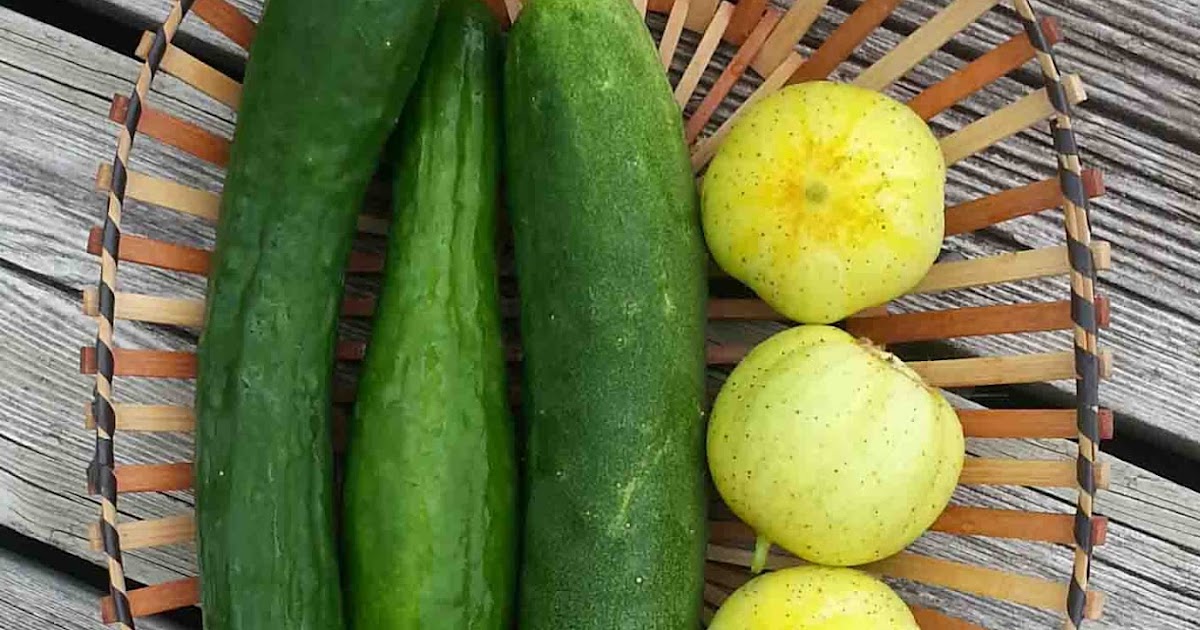 End of Season Review Cucumbers