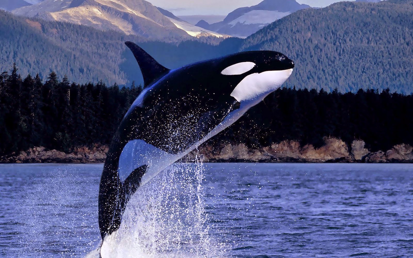 Orca-orca-the-killer-whale-35737428-1600-1000.jpg