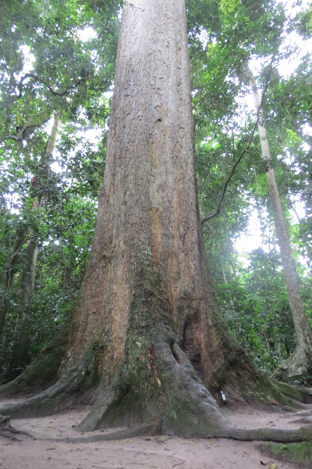 Dewdrops of Joy The Largest Tree in West Africa