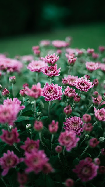 Chrysanthemum, Purple, Flower, Field, Bloom